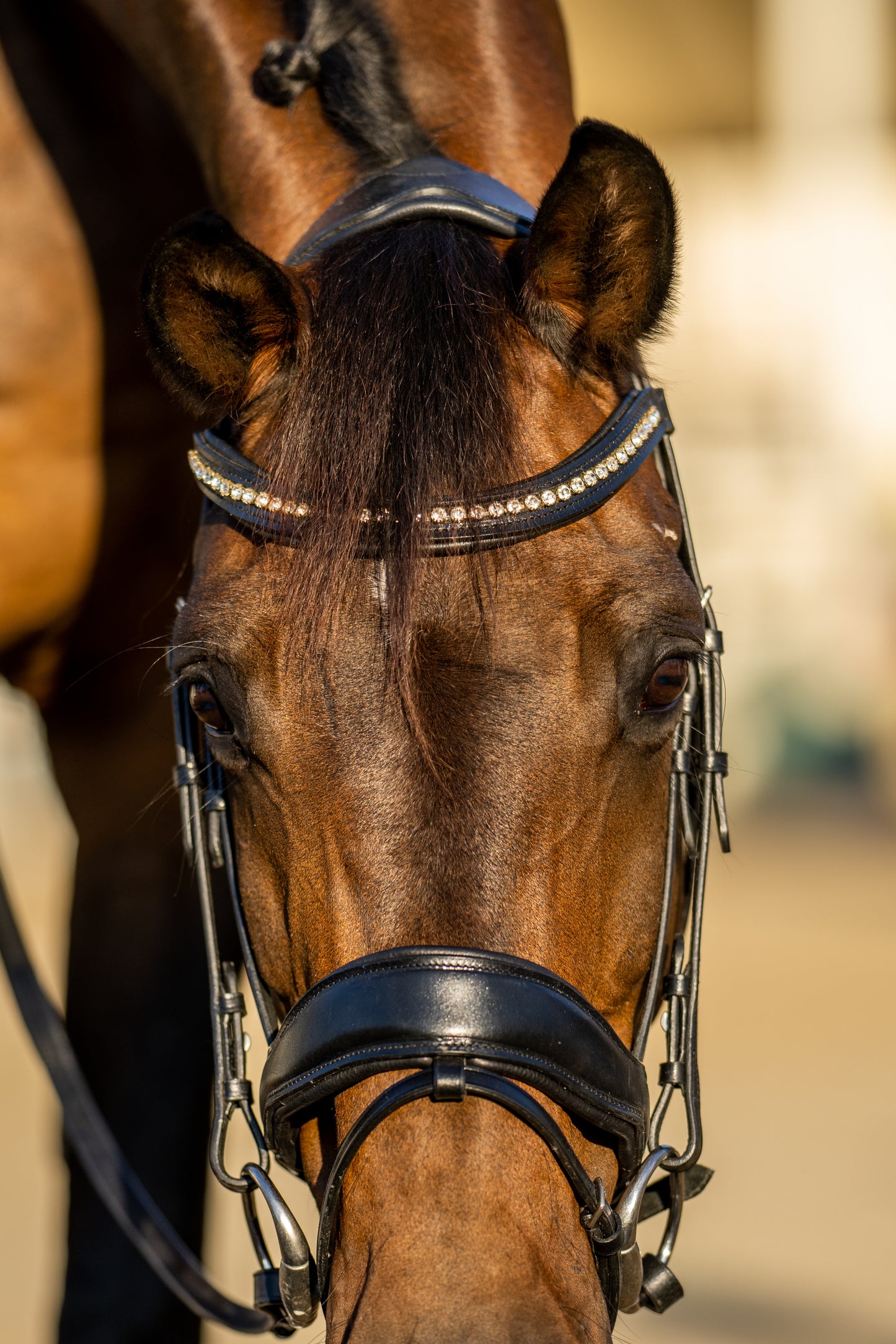 The Priya Dressage Bridle