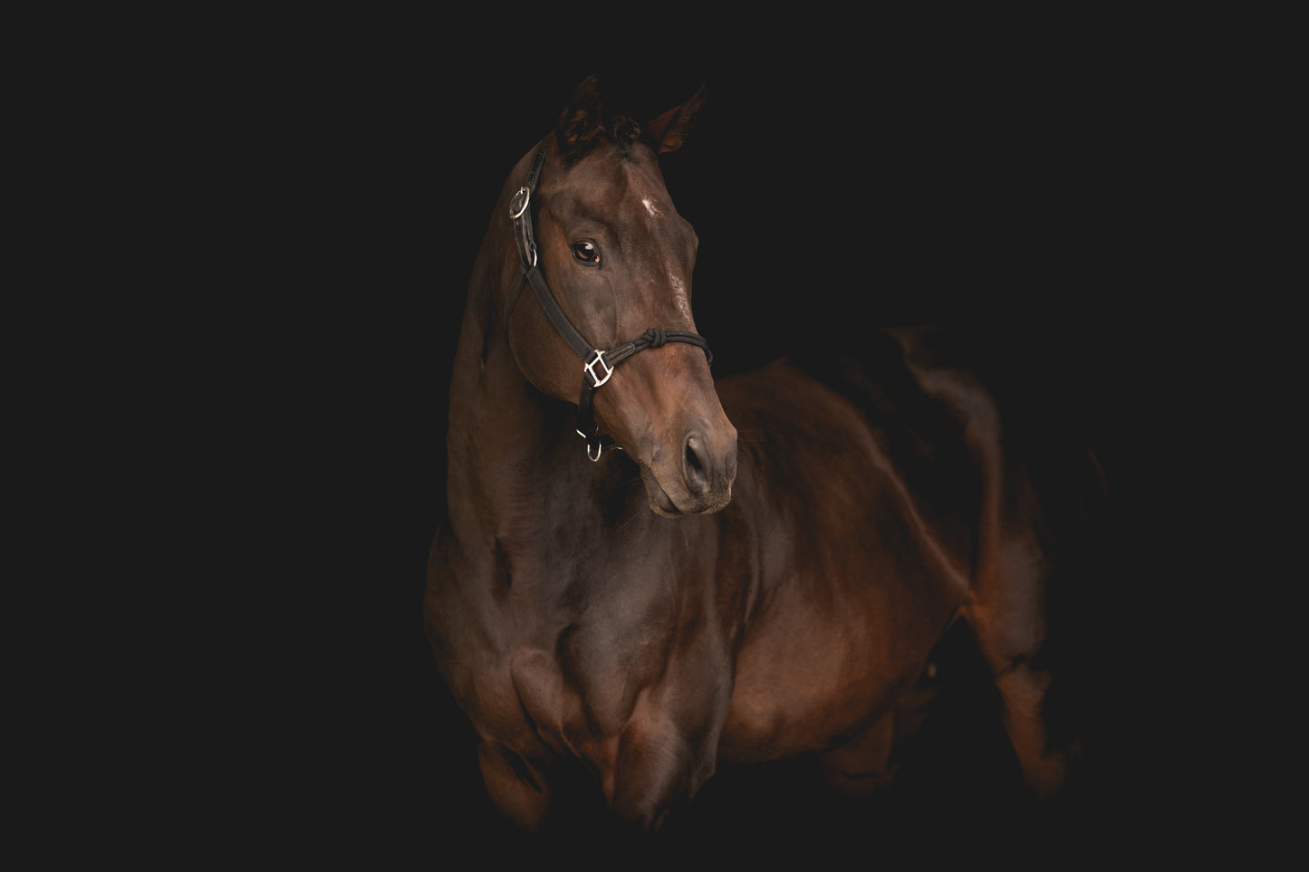 The Trifecta Halter: Rope + Nylon + Leather Breakaway Crown