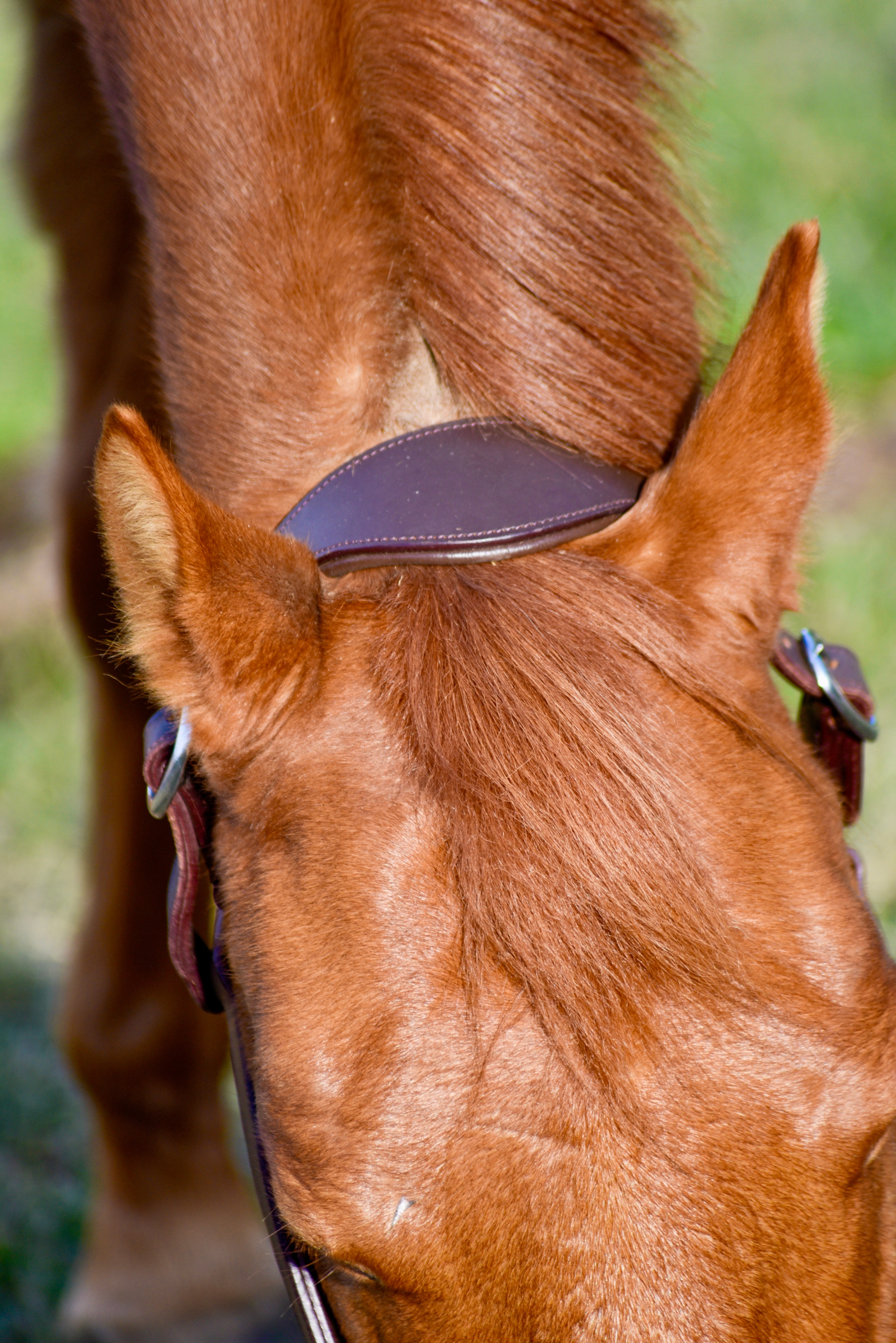 Derby Originals American Elegance Triple Stitch Leather Halter – Dark Oil/Cob Size