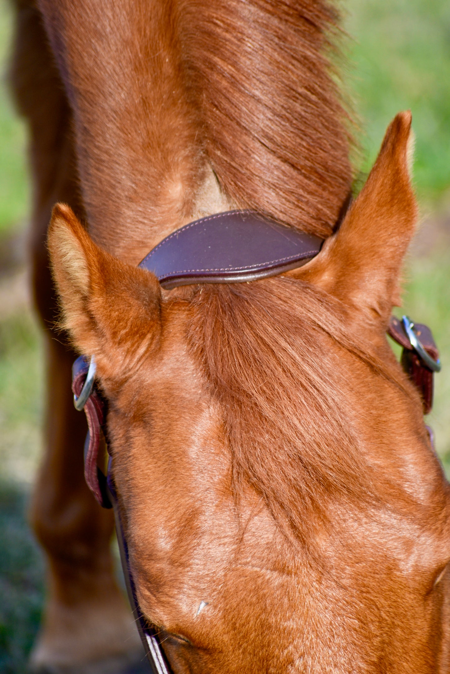 The Fancy Stitch Leather Halter