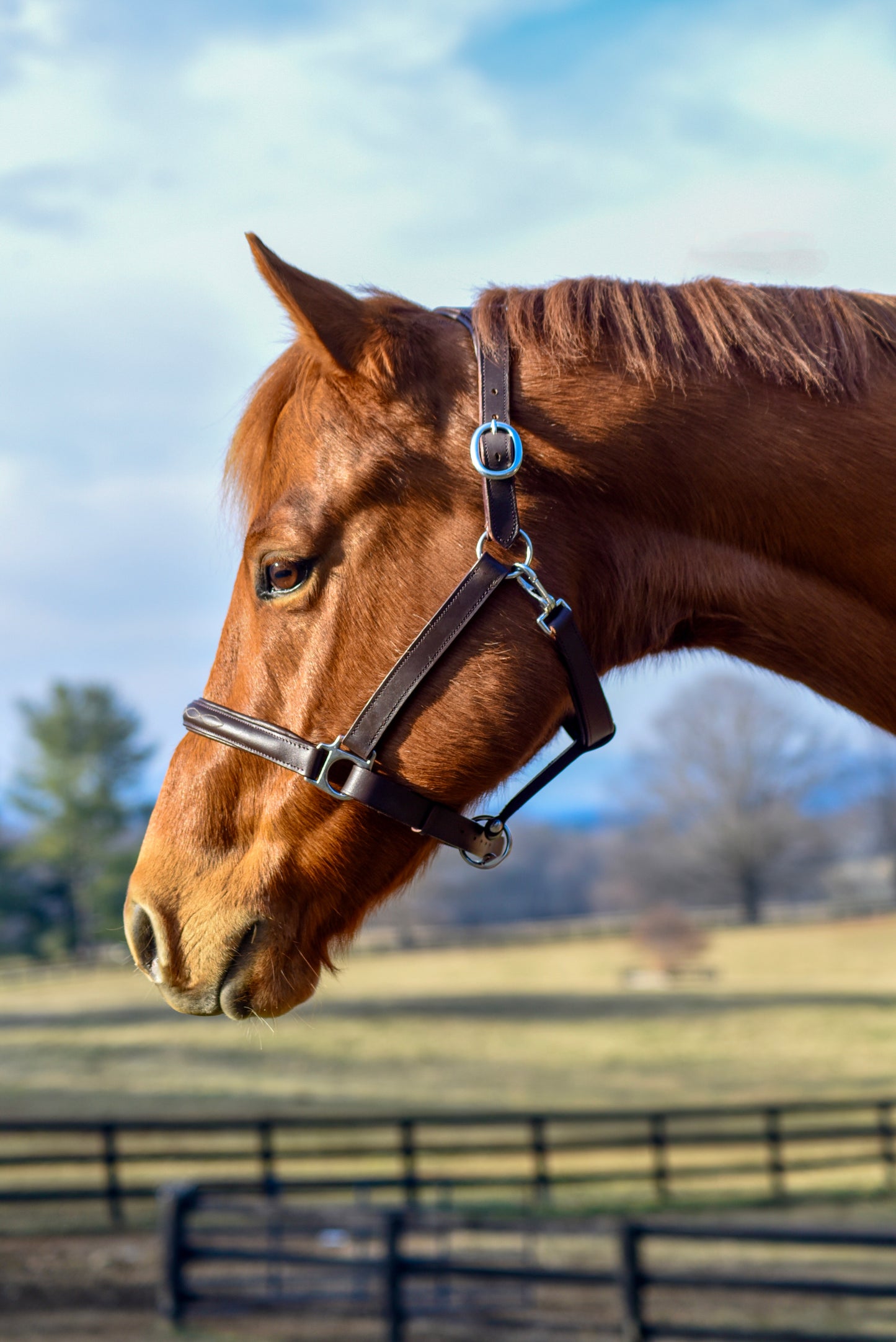 The Fancy Stitch Leather Halter