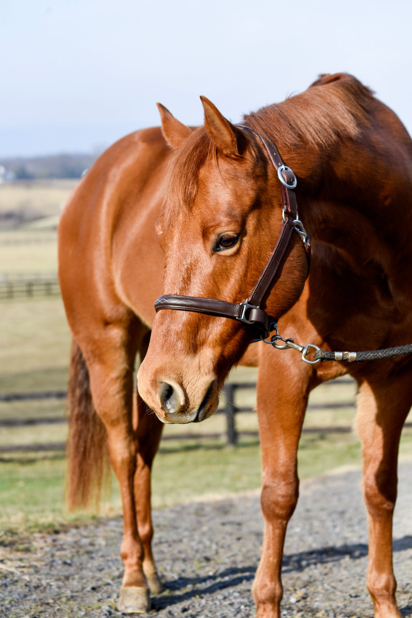 The Fancy Stitch Leather Halter