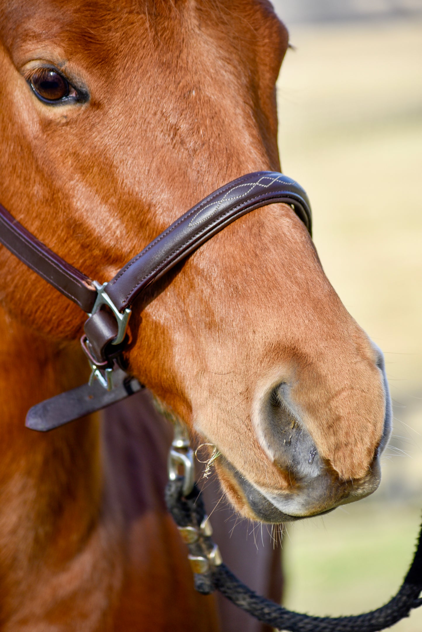 The Fancy Stitch Leather Halter