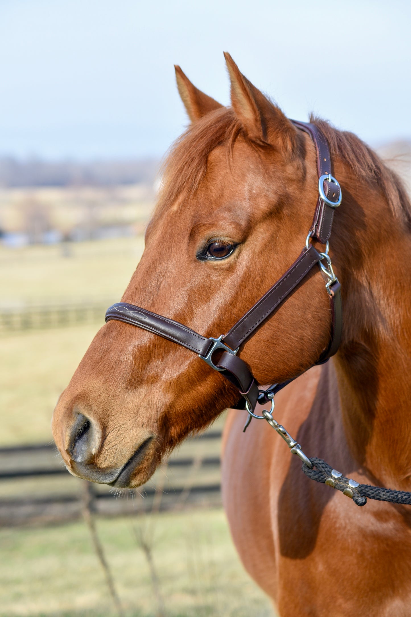 The Fancy Stitch Leather Halter