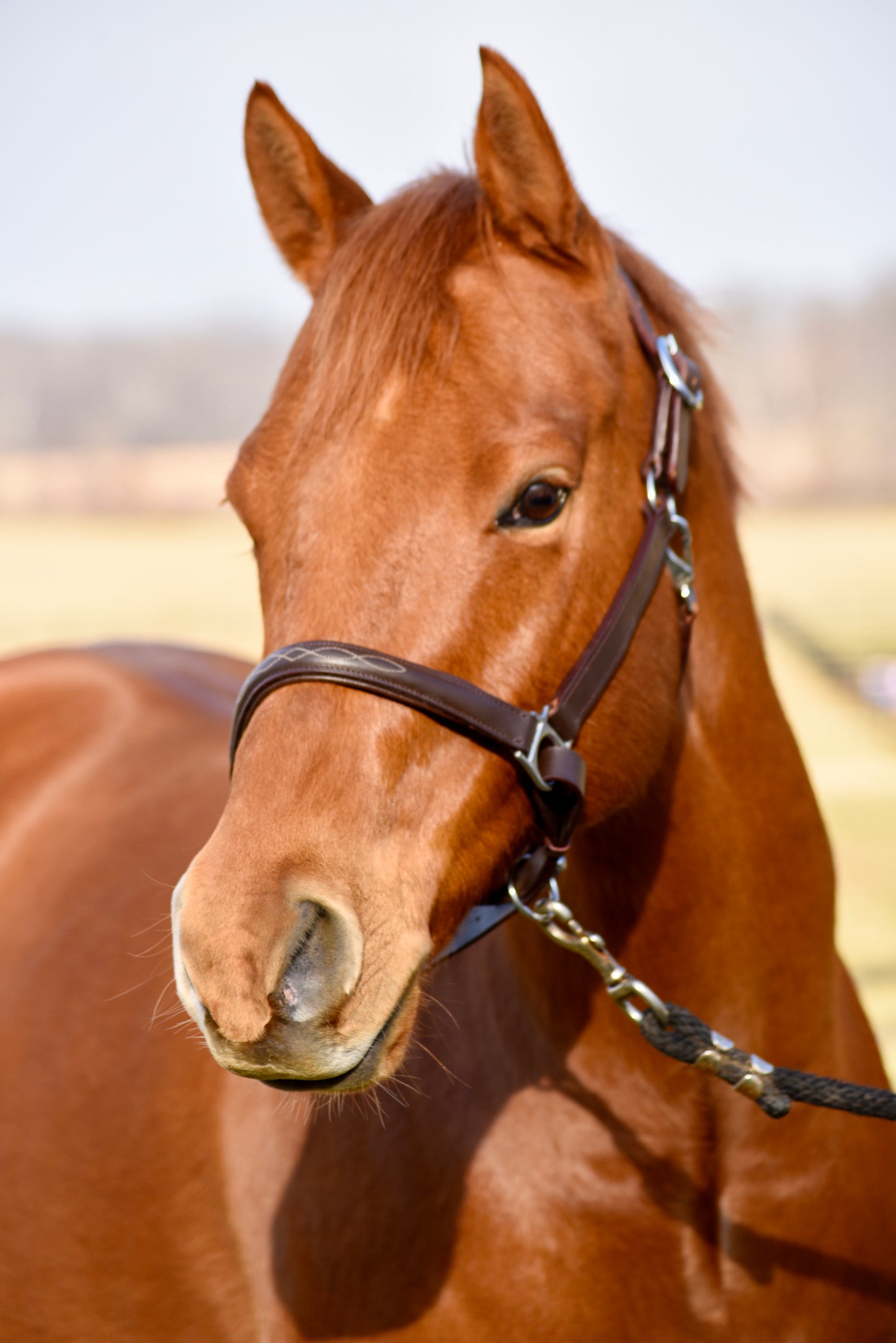 The Fancy Stitch Leather Halter