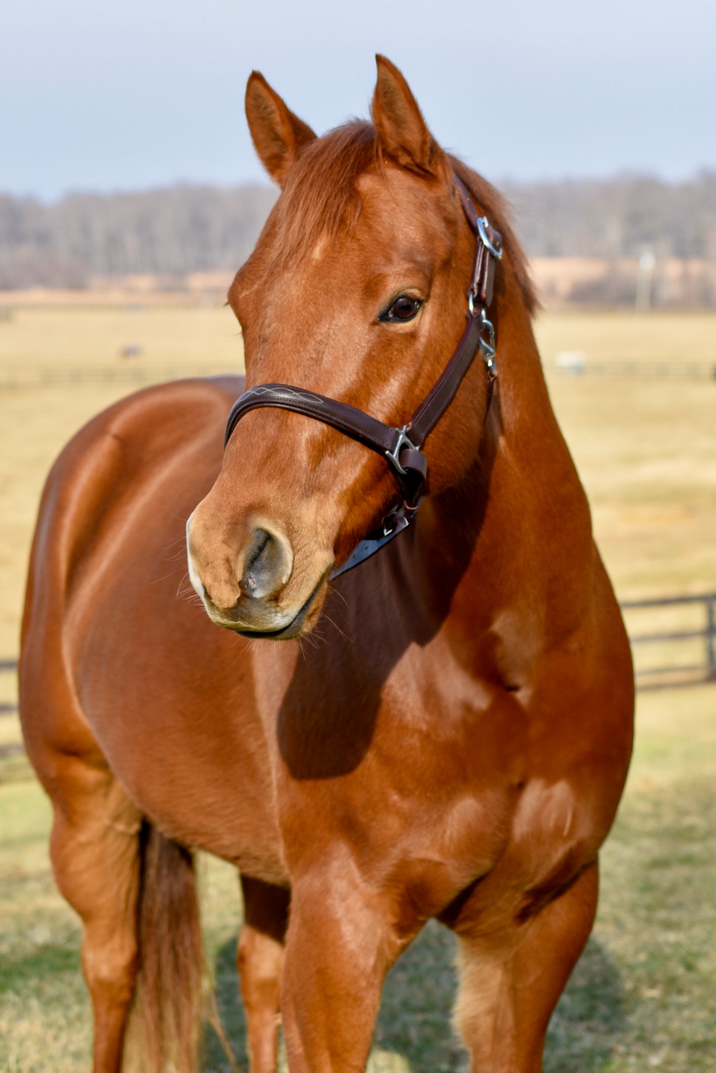 The Fancy Stitch Leather Halter