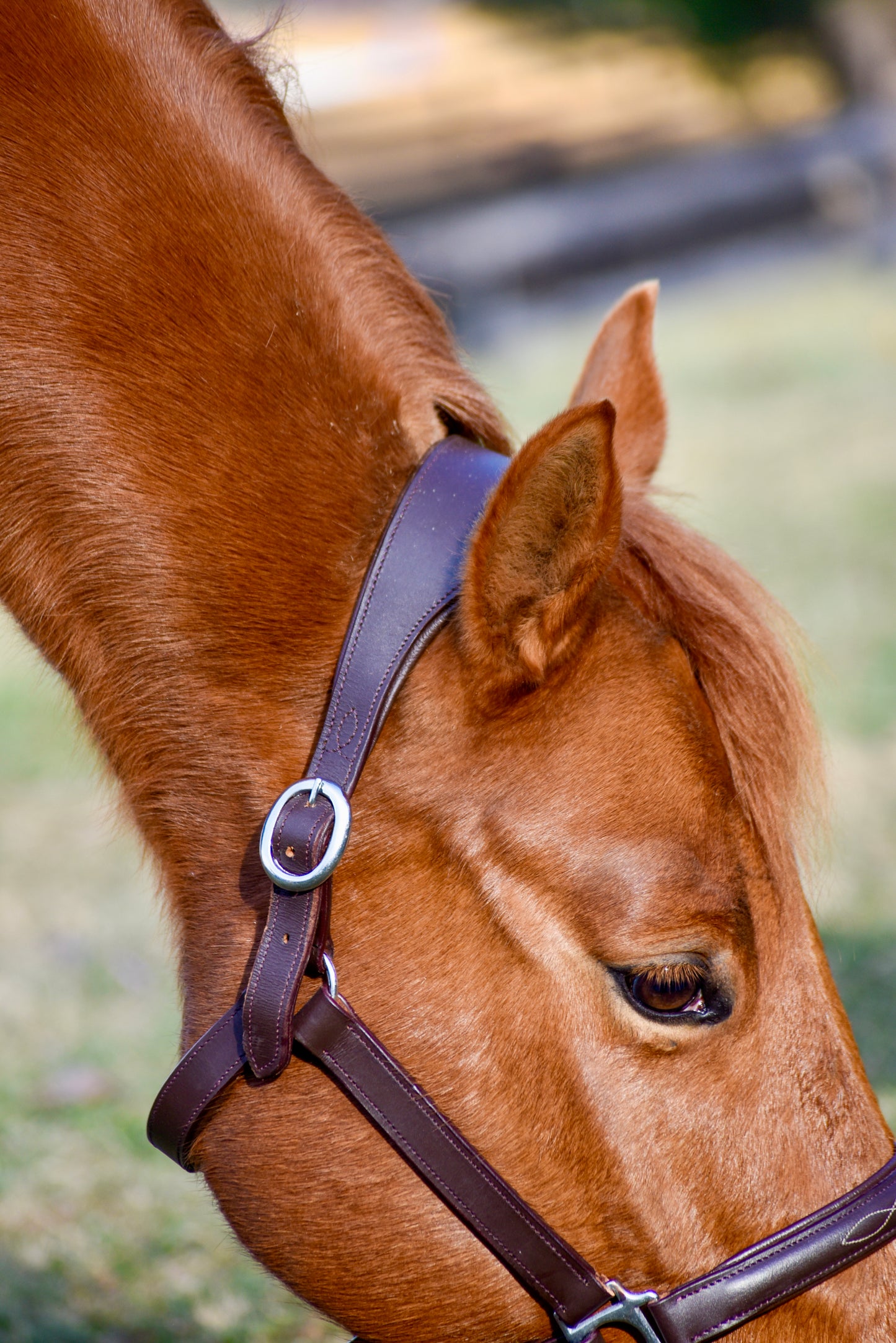 The Fancy Stitch Leather Halter