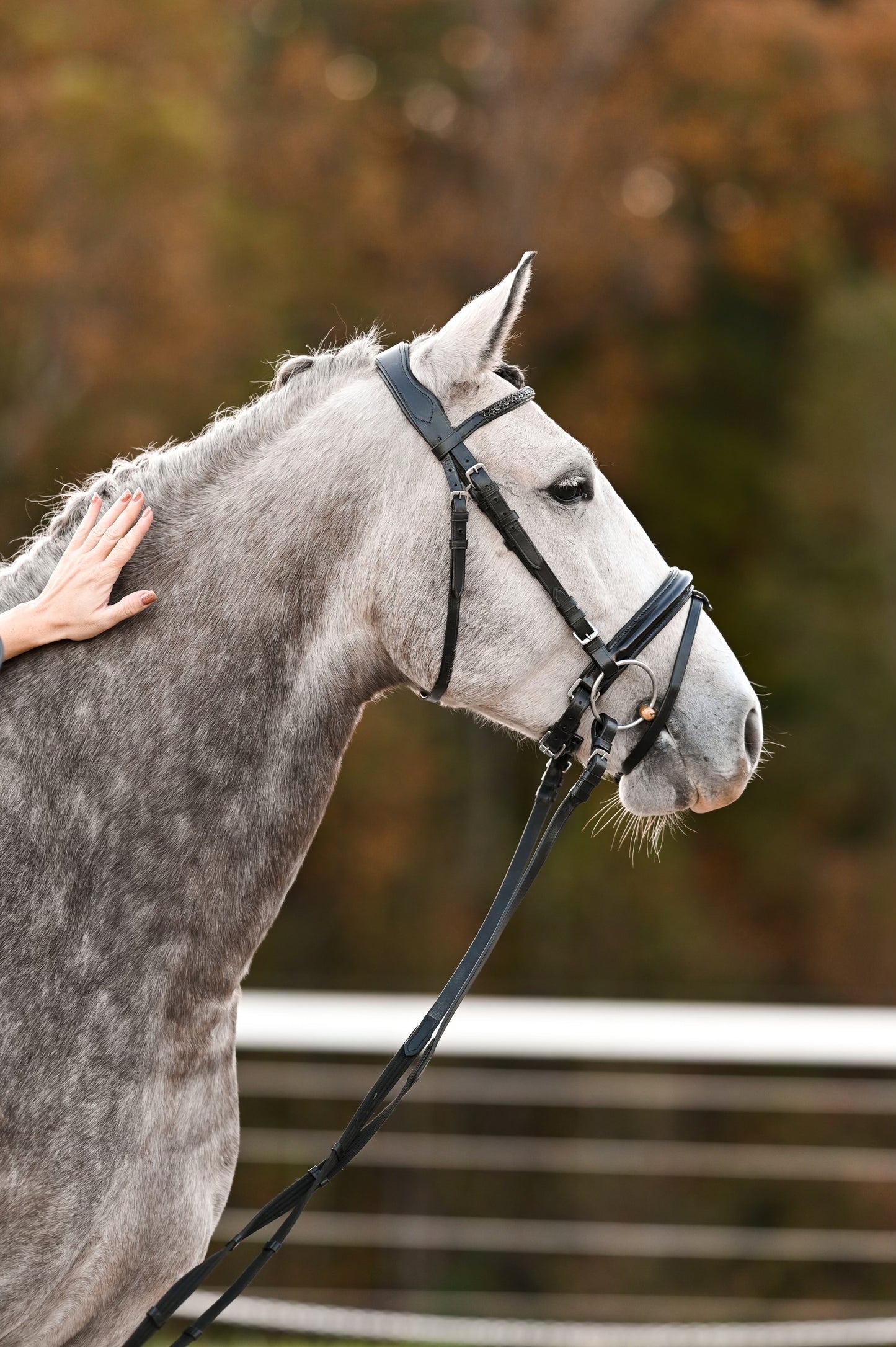 ***LIMITED EDITION*** The Jolina Dressage Bridle