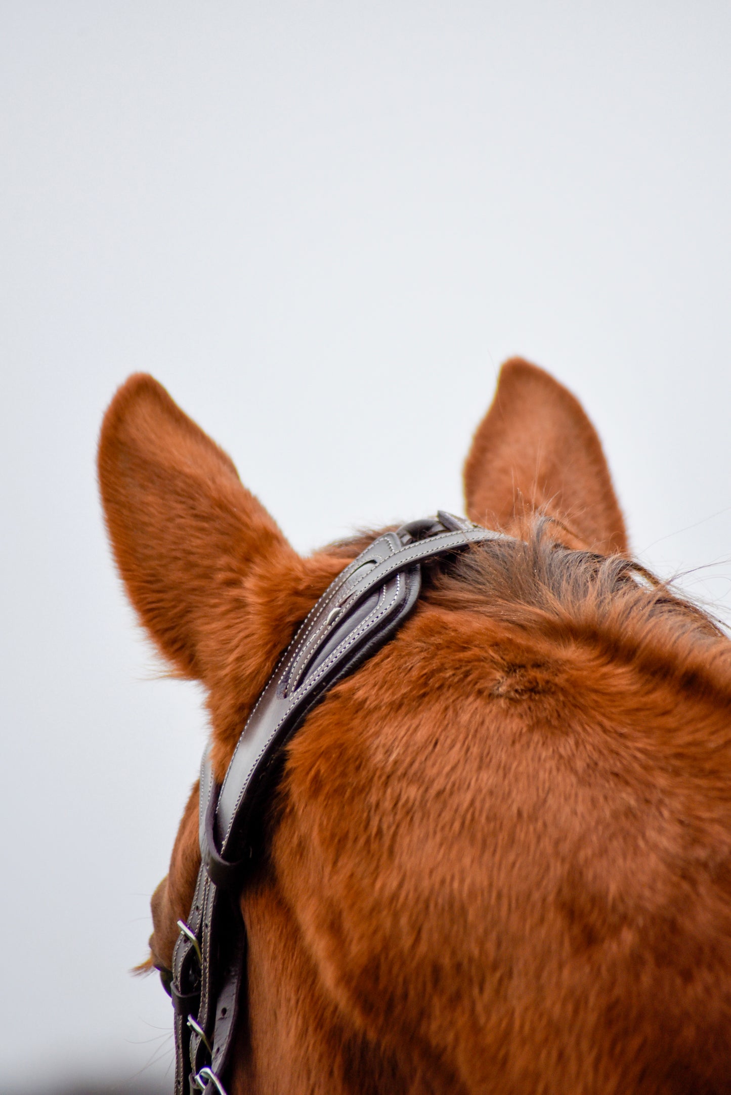 The Casquino Snaffle Bridle