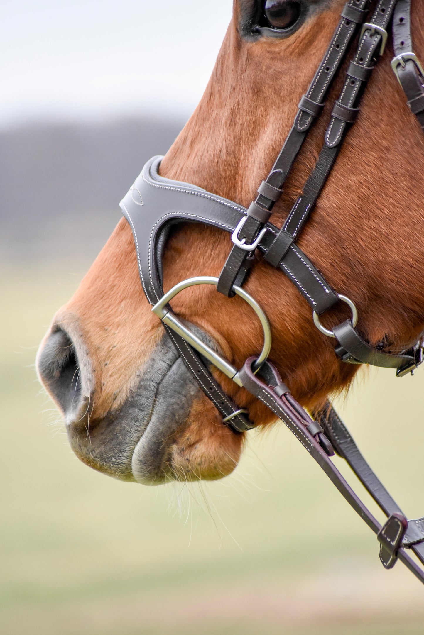 The Casquino Snaffle Bridle