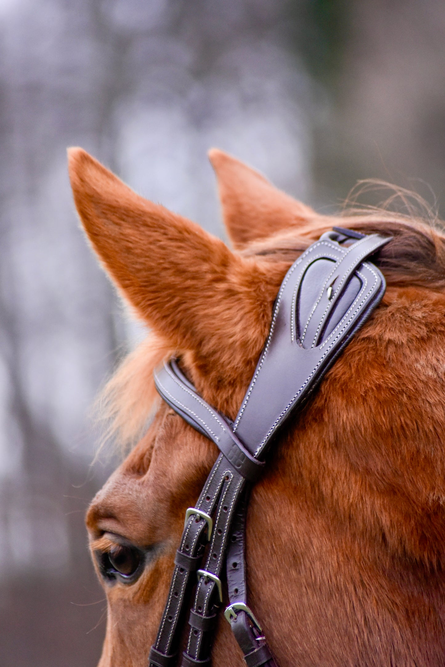 The Casquino Snaffle Bridle