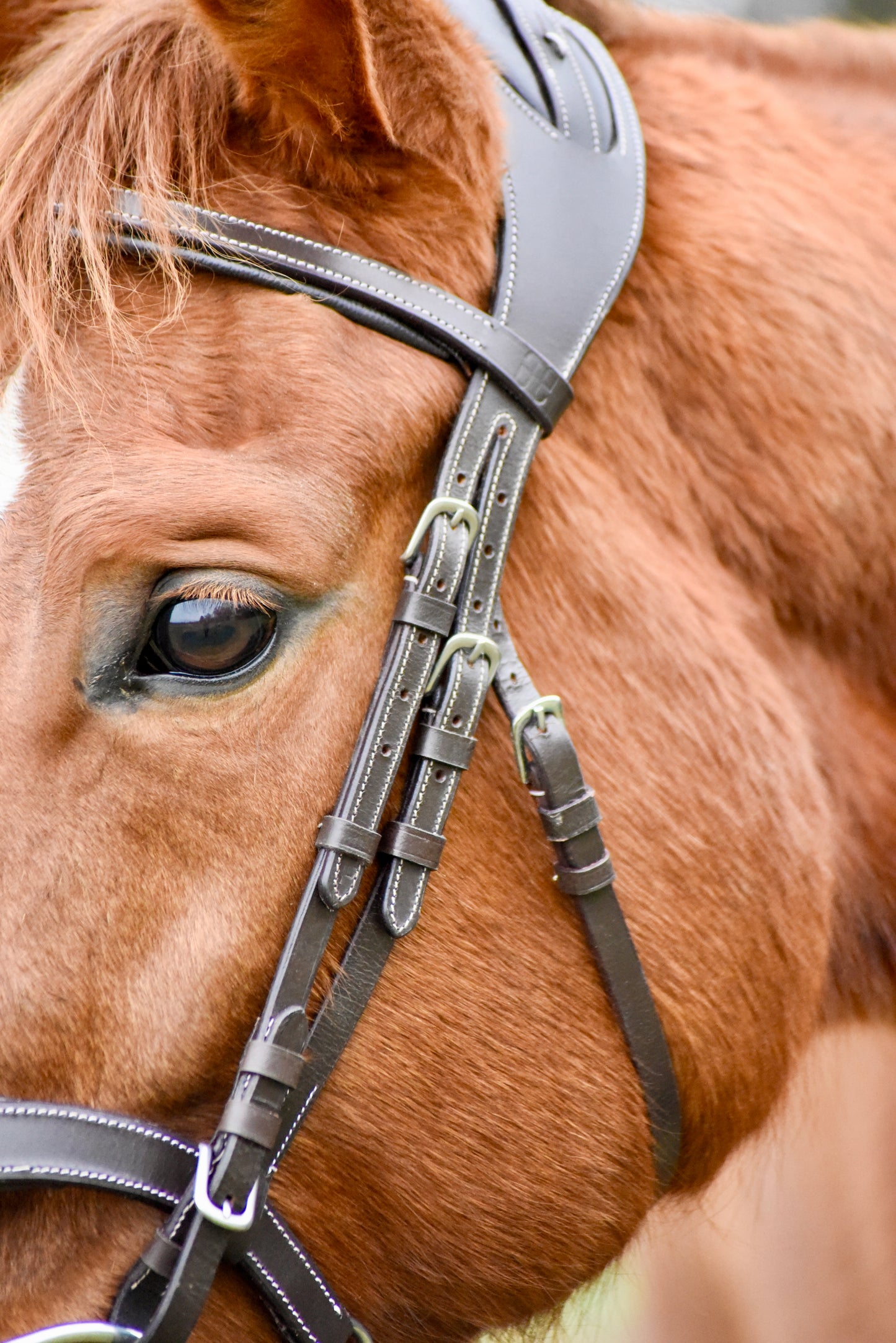 The Casquino Snaffle Bridle