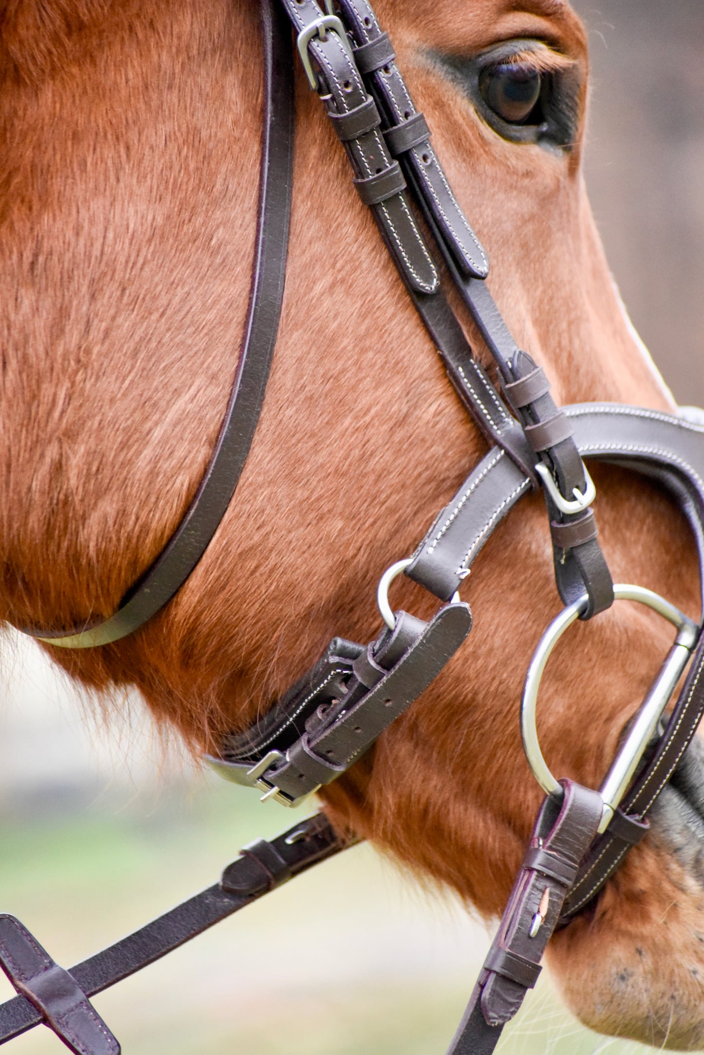 The Casquino Snaffle Bridle