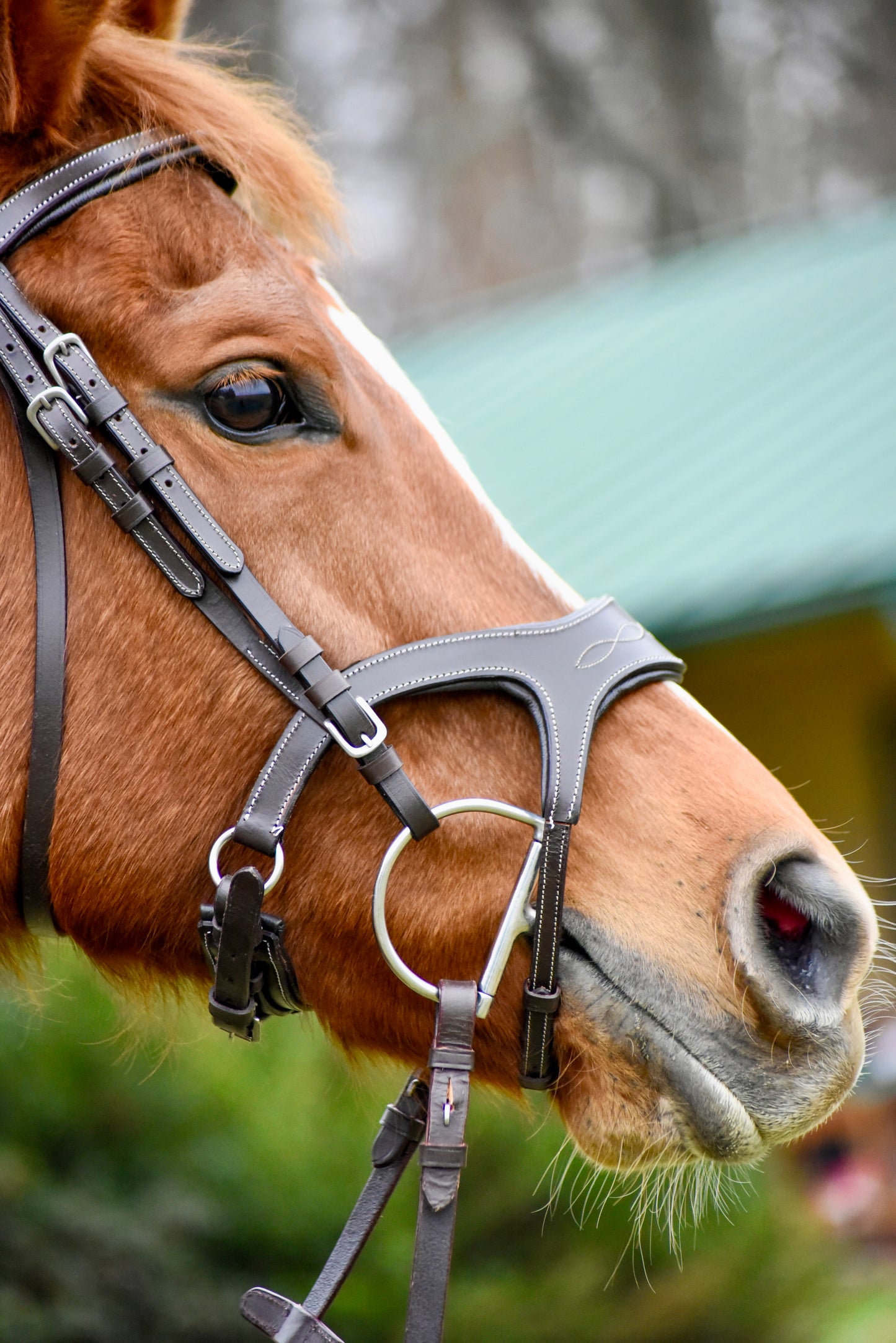 The Casquino Snaffle Bridle