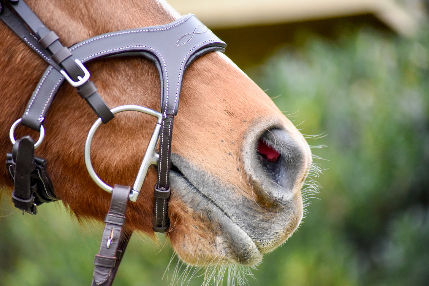 The Casquino Snaffle Bridle