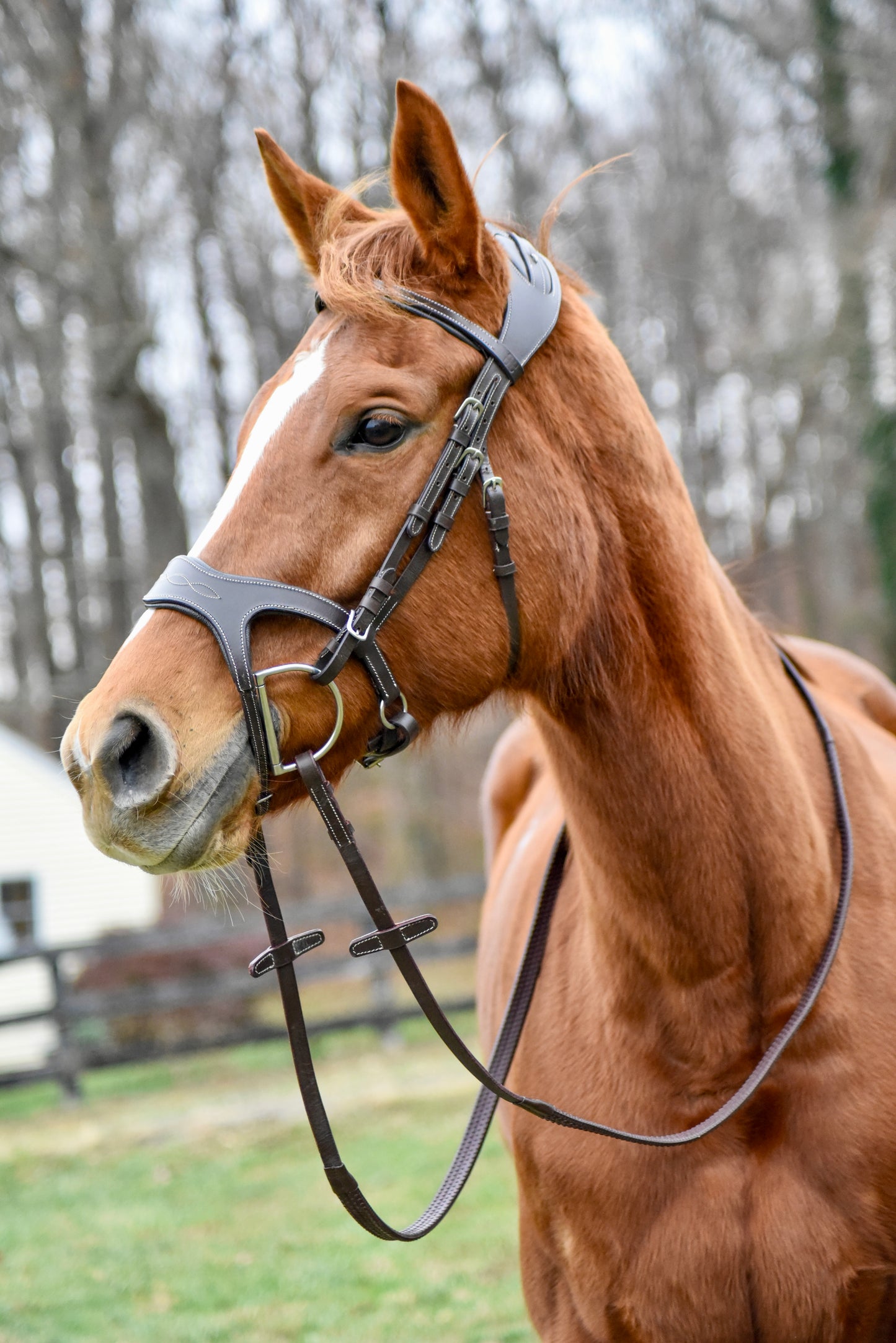 The Casquino Snaffle Bridle