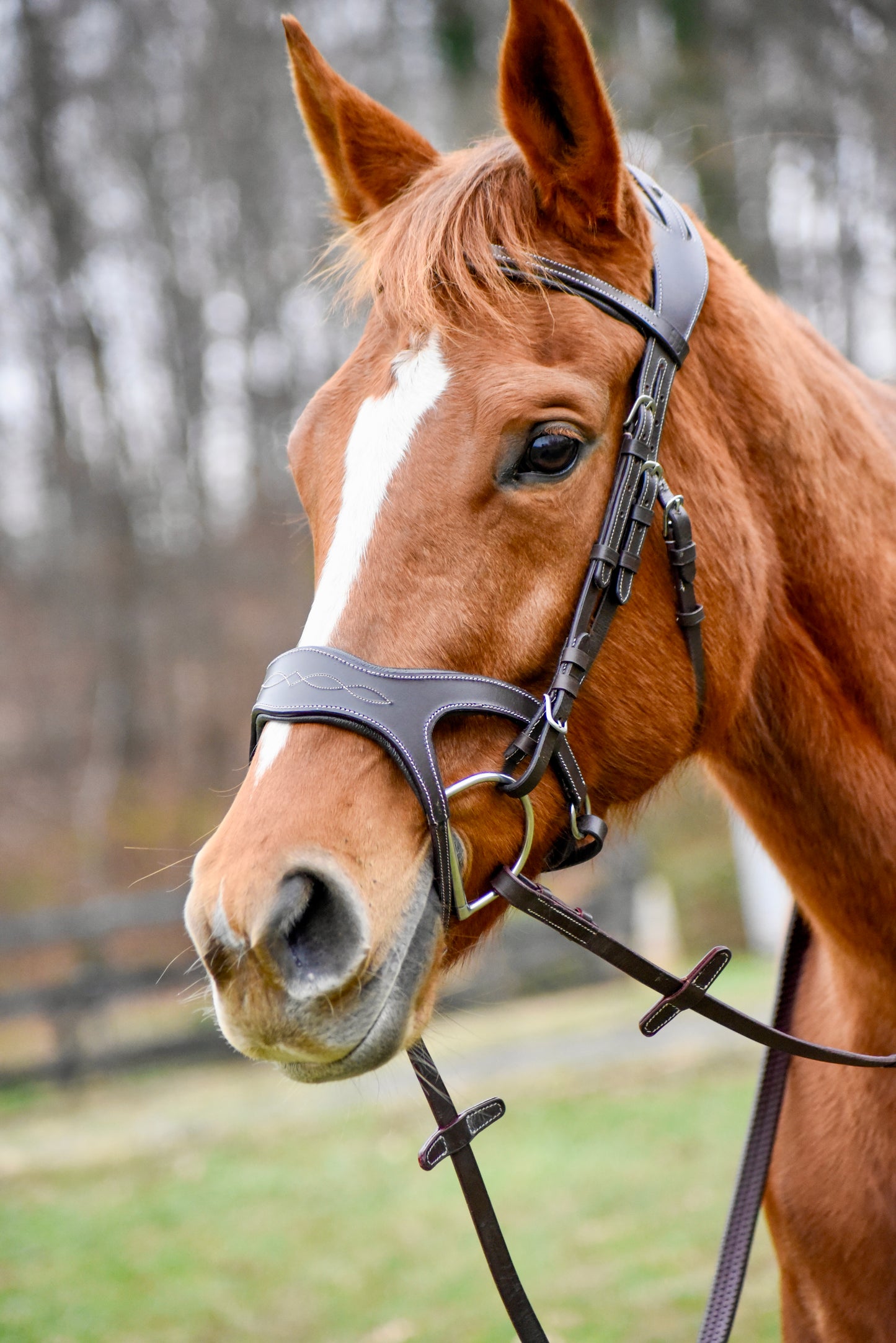 The Casquino Snaffle Bridle