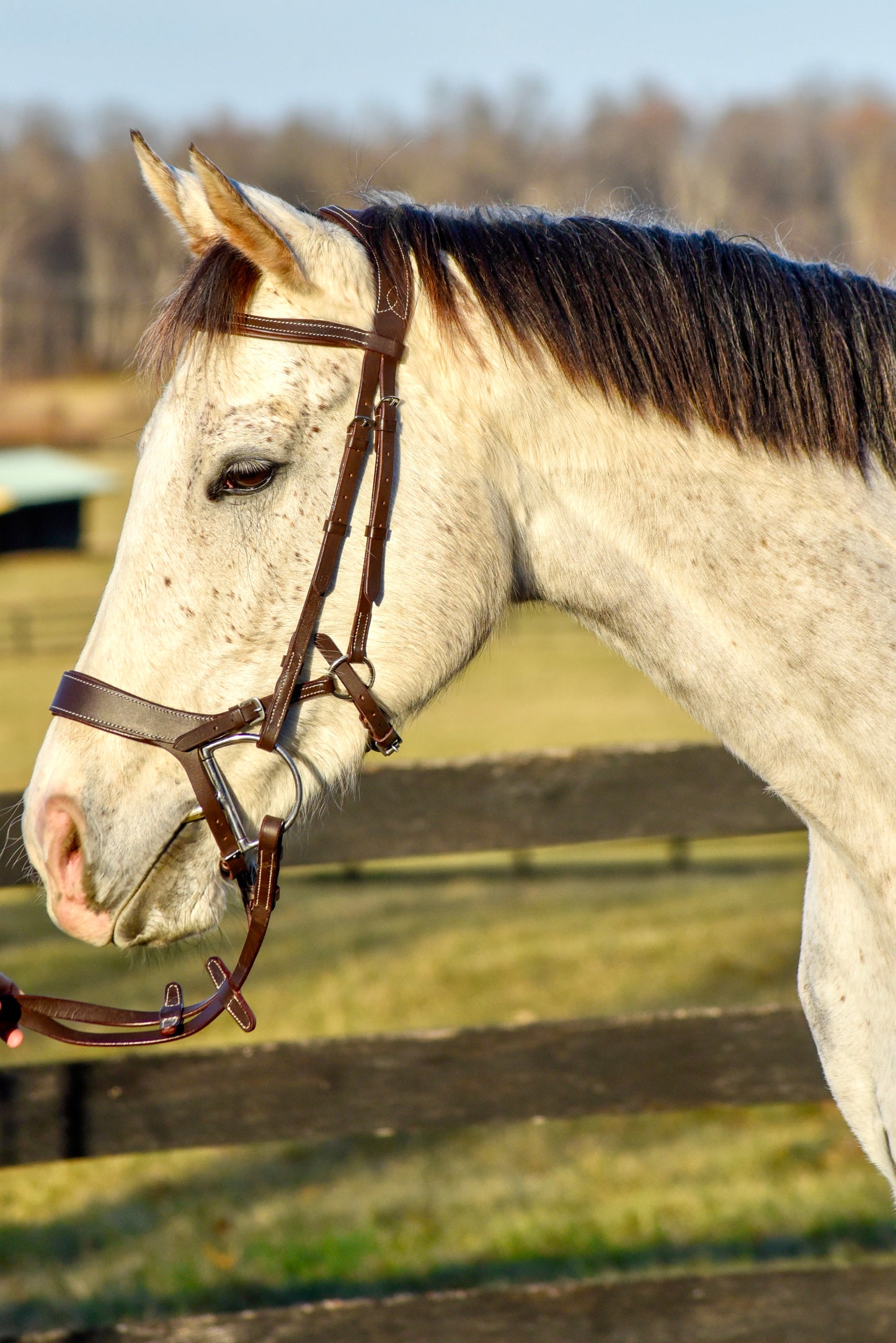 The Othello Bridle