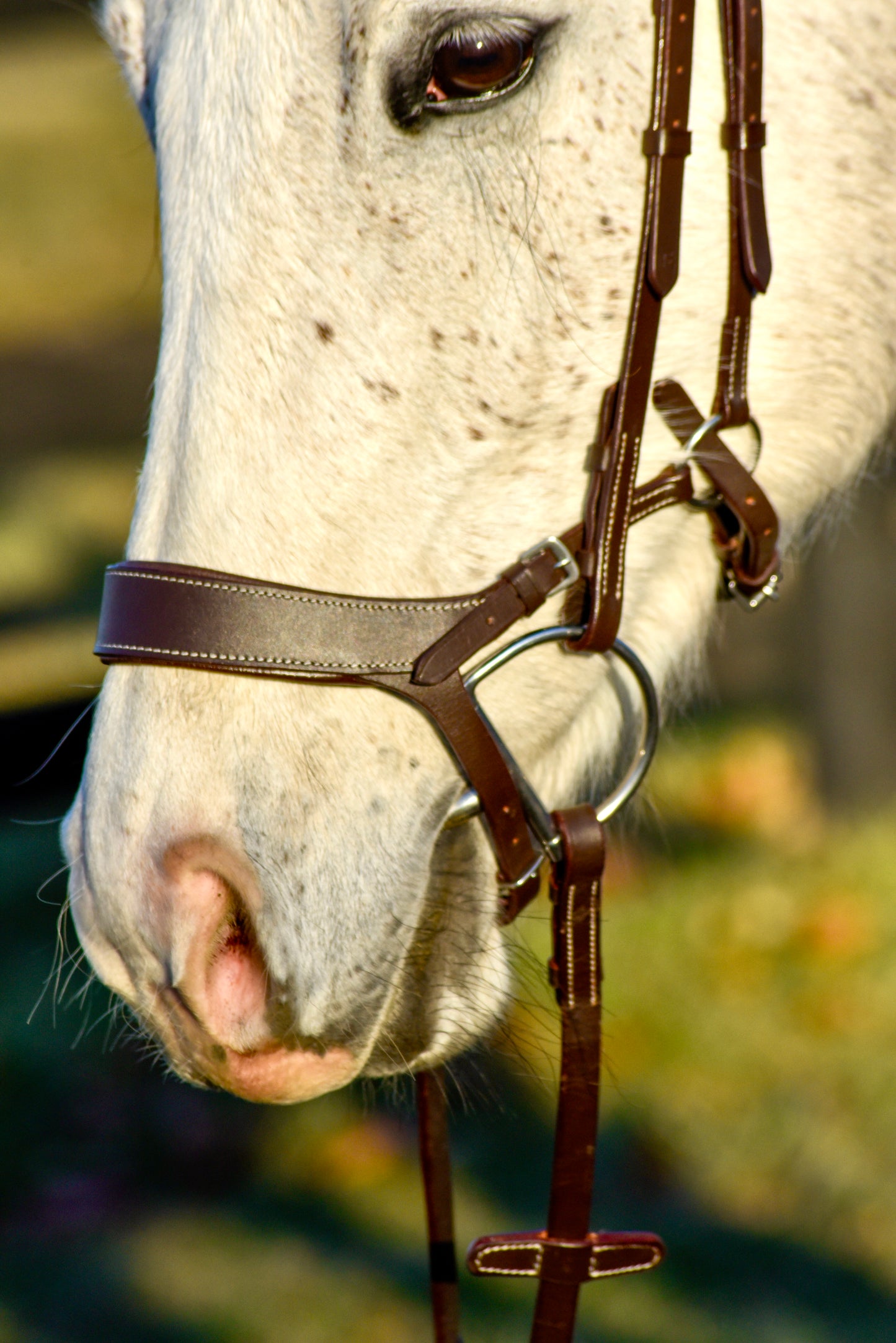 The Othello Bridle