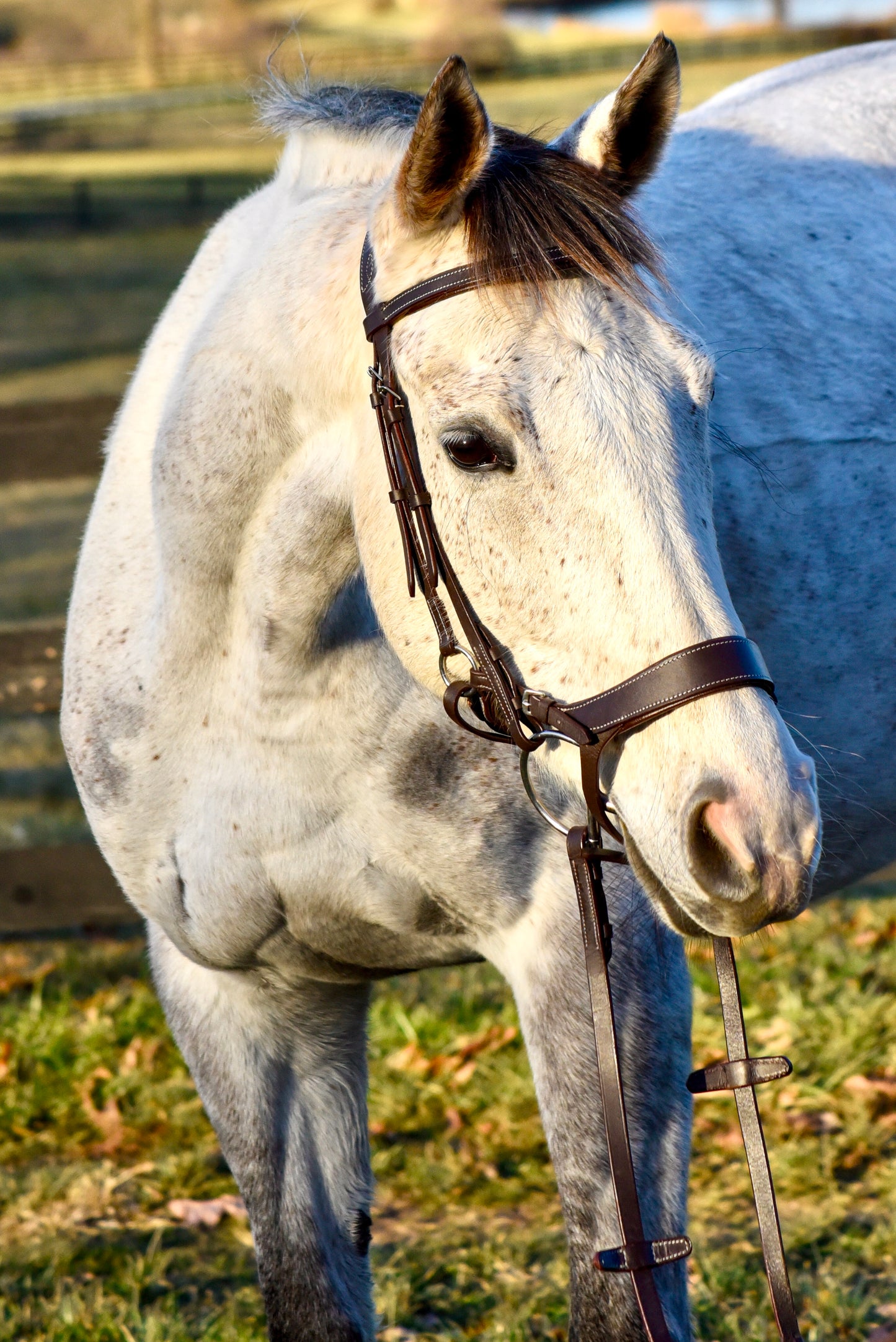 The Othello Bridle